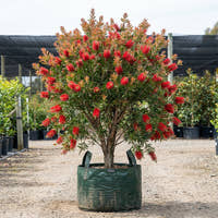 Wildfire Bottlebrush - Callistemon viminalis ‘Wildfire’