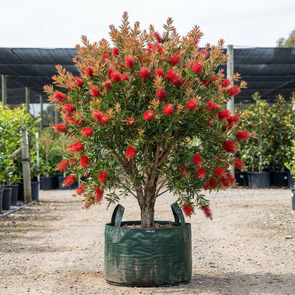 Wildfire Bottlebrush - Callistemon viminalis 'Wildfire'