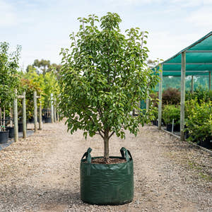 Williams Pear - Pyrus communis ‘Williams’