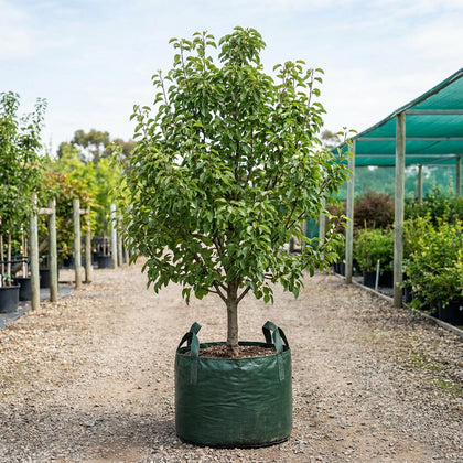 Williams Pear - Pyrus communis 'Williams'