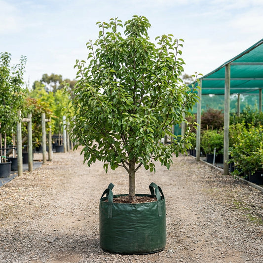 Williams Pear - Pyrus communis 'Williams'
