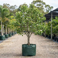 Williams Pear - Pyrus communis ‘Williams’