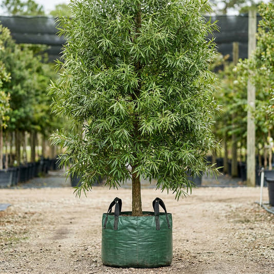 Willow Oak - Quercus phellos