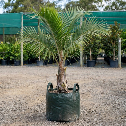 Window Palm - Beccariophoenix fenestralis