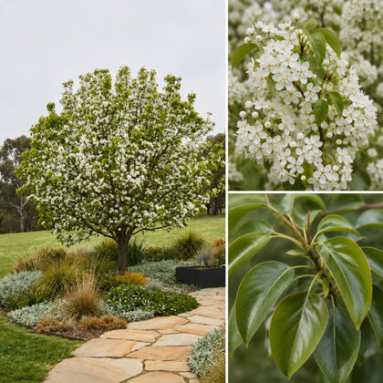 Winter Glow Ornamental Pear - Pyrus calleryana 'Winter Glow'
