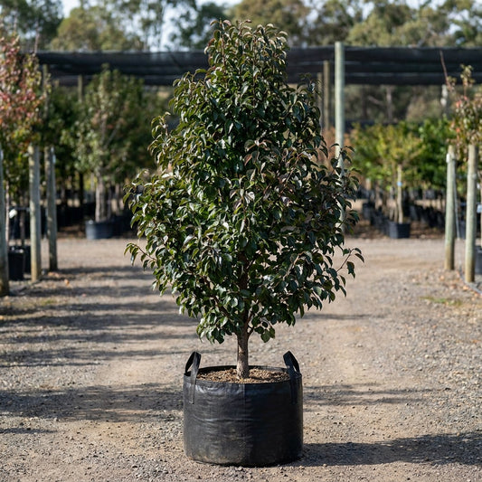 Winter Glow Ornamental Pear - Pyrus calleryana 'Winter Glow'