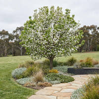 Winter Glow Ornamental Pear - Pyrus calleryana ‘Winter Glow’
