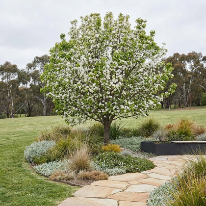 Winter Glow Ornamental Pear - Pyrus calleryana 'Winter Glow'