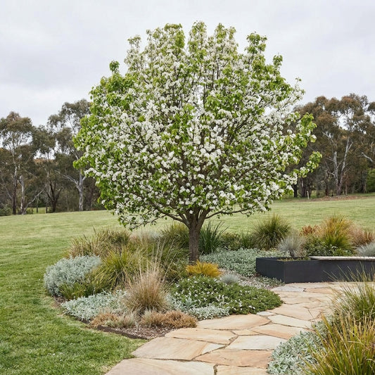 Winter Glow Ornamental Pear - Pyrus calleryana 'Winter Glow'
