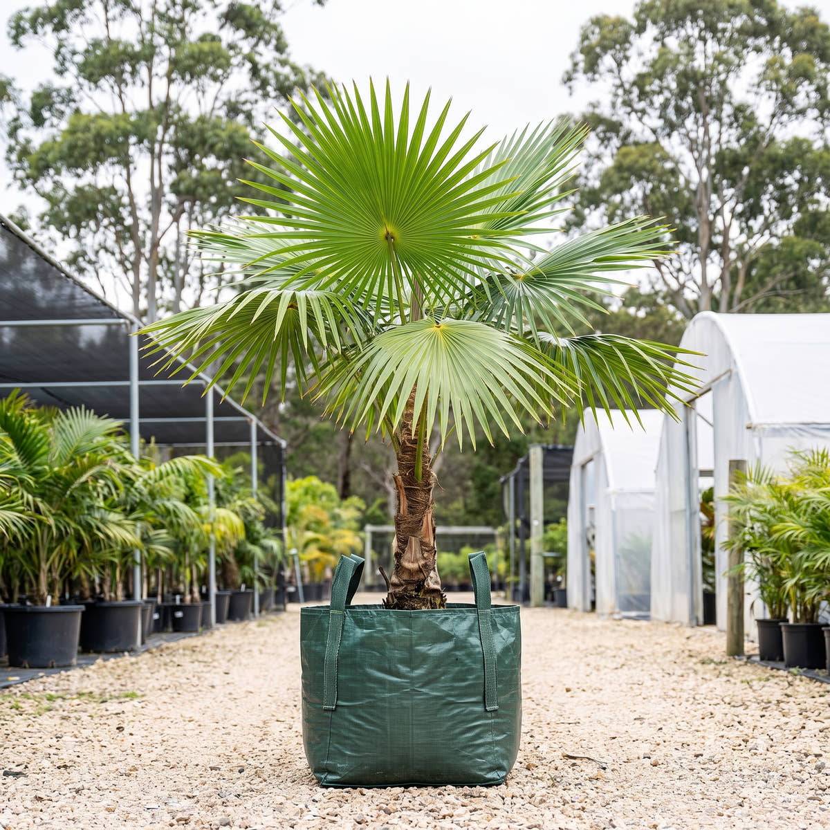 Coccothrinax alta