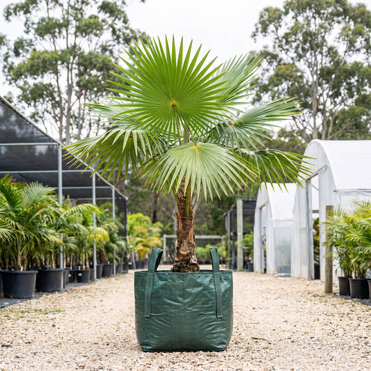 Coccothrinax alta