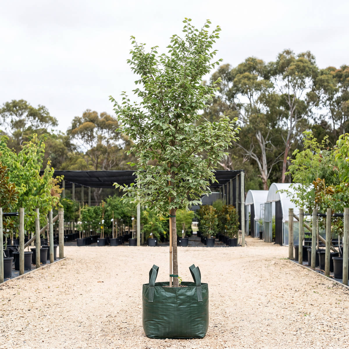Variegated English Elm - Ulmus procera ‘Argenteovariegata’