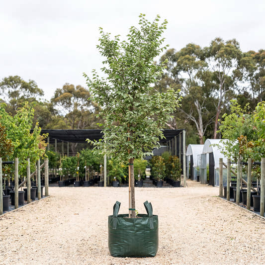 Variegated English Elm - Ulmus procera ‘Argenteovariegata’