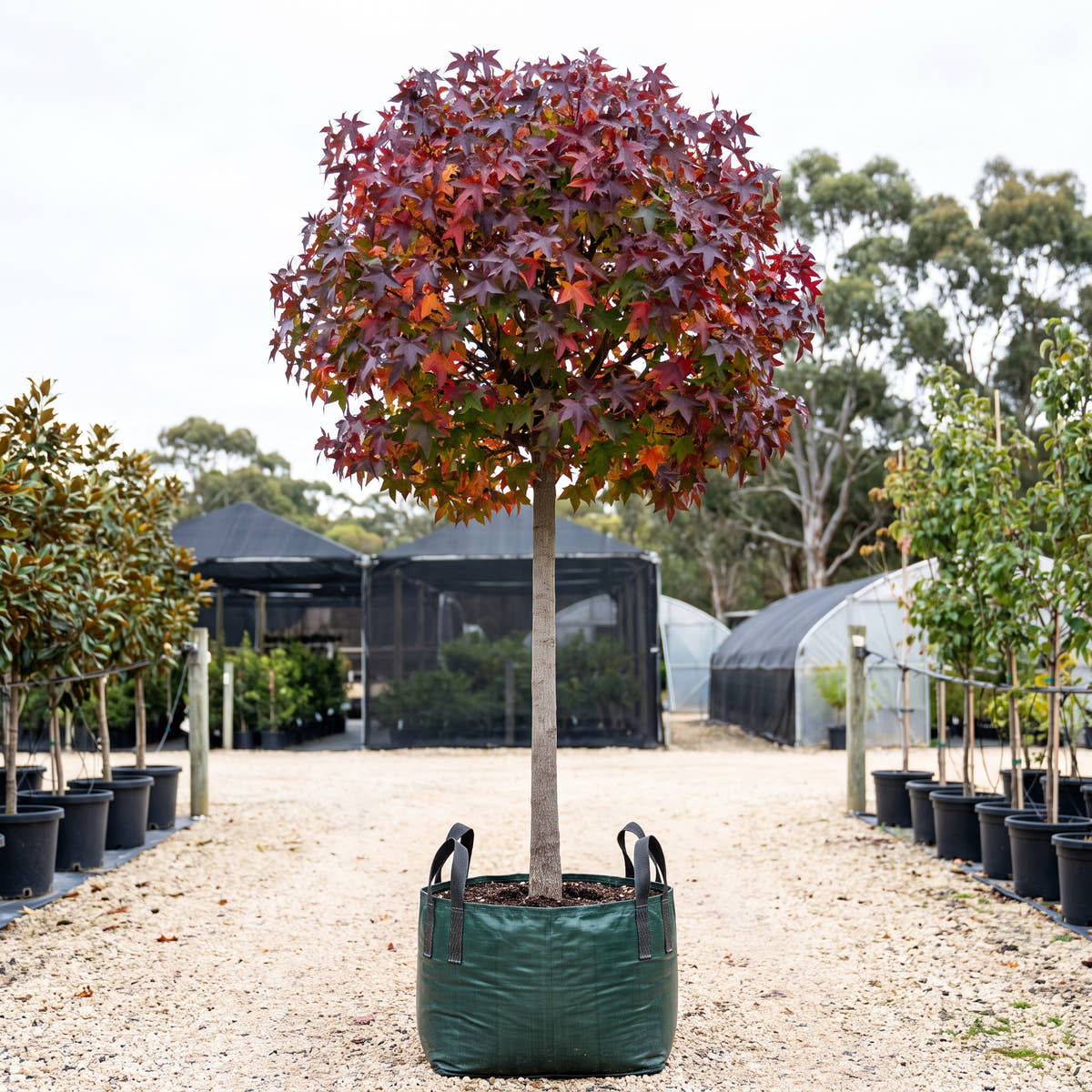 Gumball Sweet Gum (Standard) - Liquidambar styraciflua ‘Gumball’