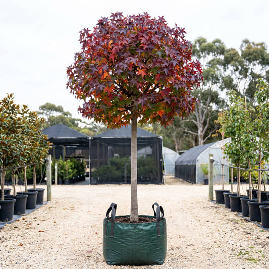 Gumball Sweet Gum (Standard) - Liquidambar styraciflua ‘Gumball’