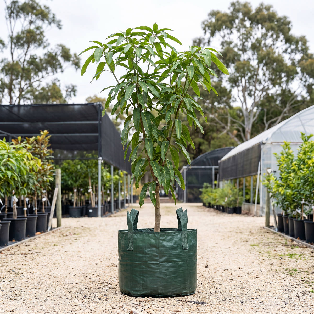 Mango - Mangifera indica