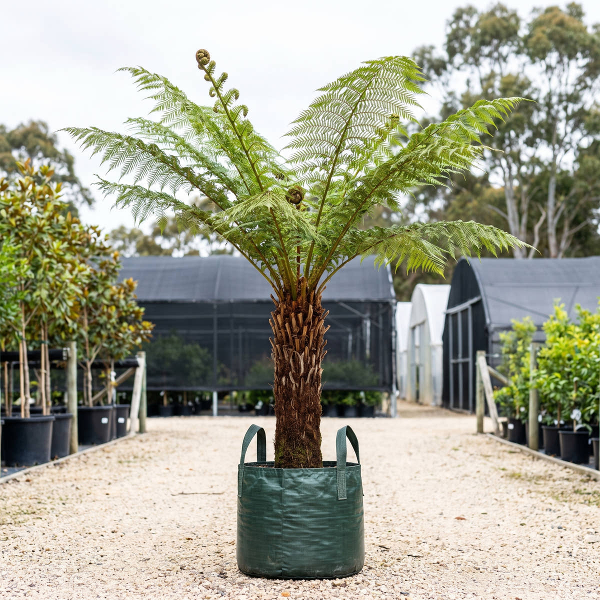Assorted Tree Ferns - Cyathea spp.
