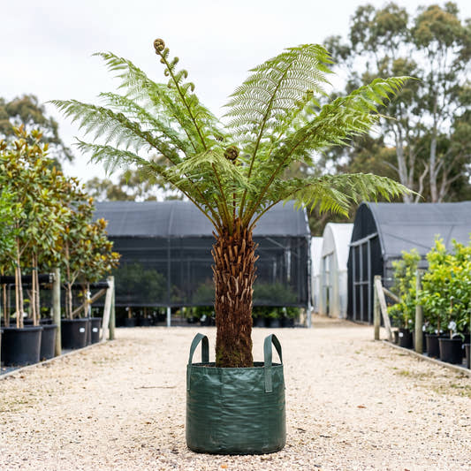 Assorted Tree Ferns - Cyathea spp.