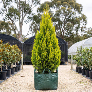 Bhutan Cypress - Cupressus torulosa