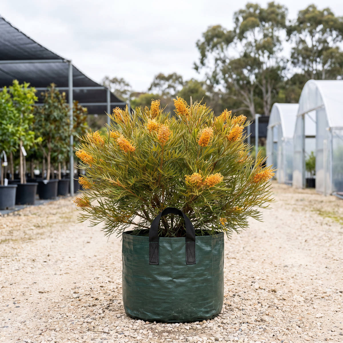 Honey Gem Grevillea - Grevillea ‘Honey Gem’