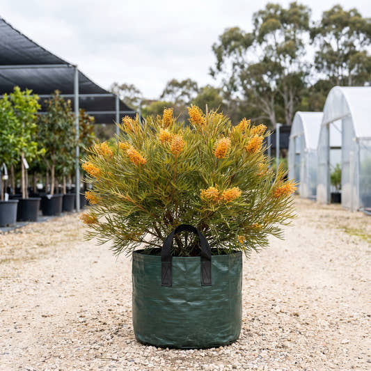 Honey Gem Grevillea - Grevillea ‘Honey Gem’