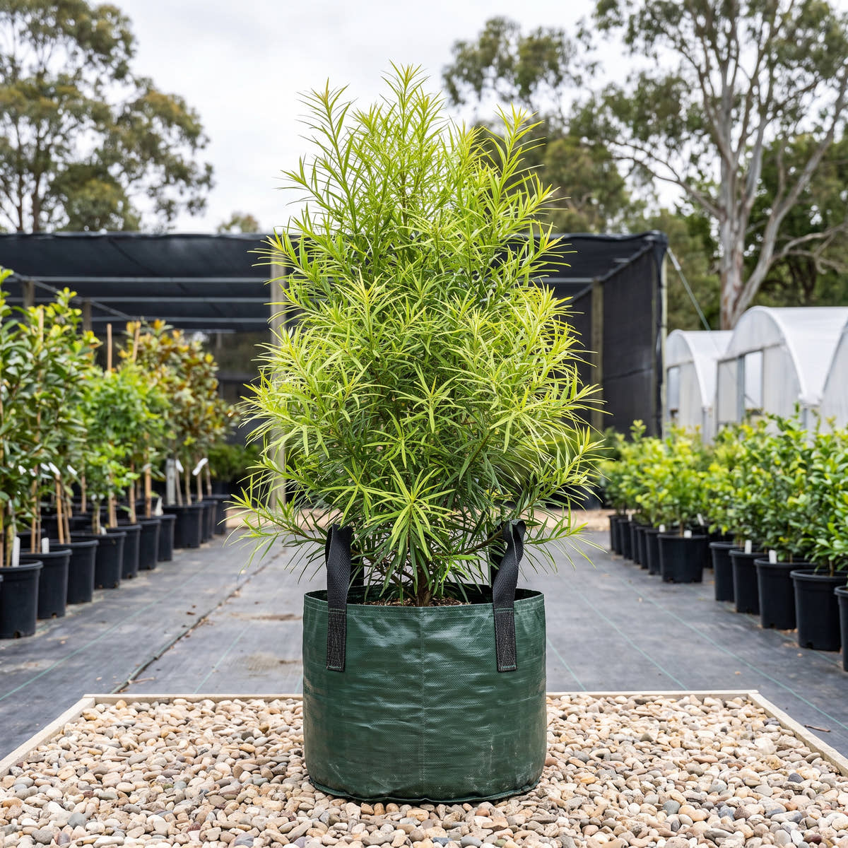Willow Leaf Podocarp - Podocarpus salignus