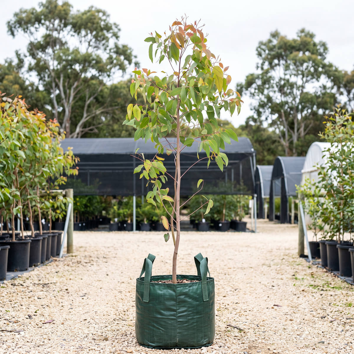 Strawberry Gum - Eucalyptus olida