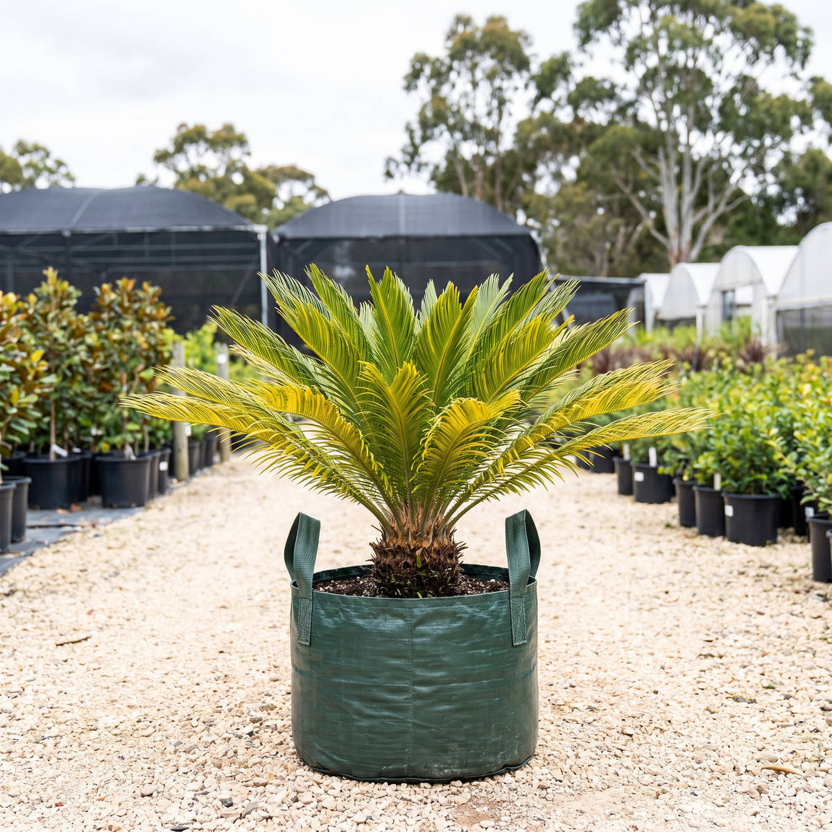 Tiger Cycad - Cycas revoluta ‘Aurea’