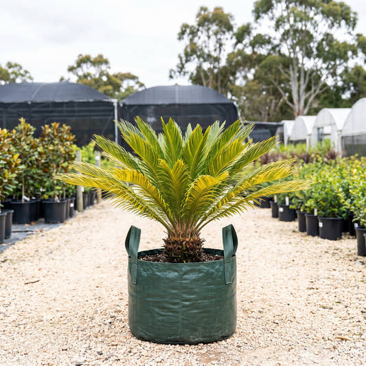 Tiger Cycad - Cycas revoluta ‘Aurea’