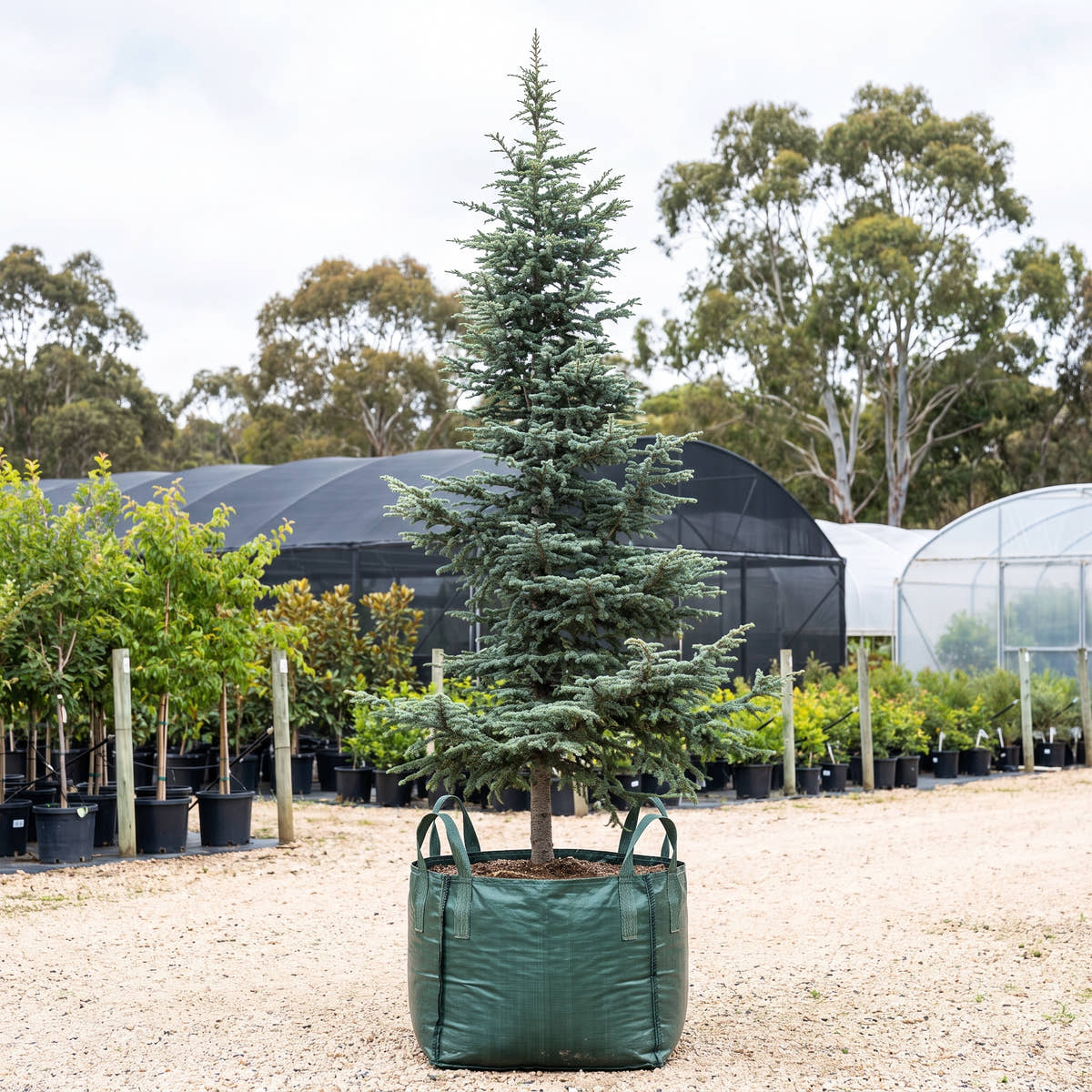 Atlas Cedar - Cedrus atlantica