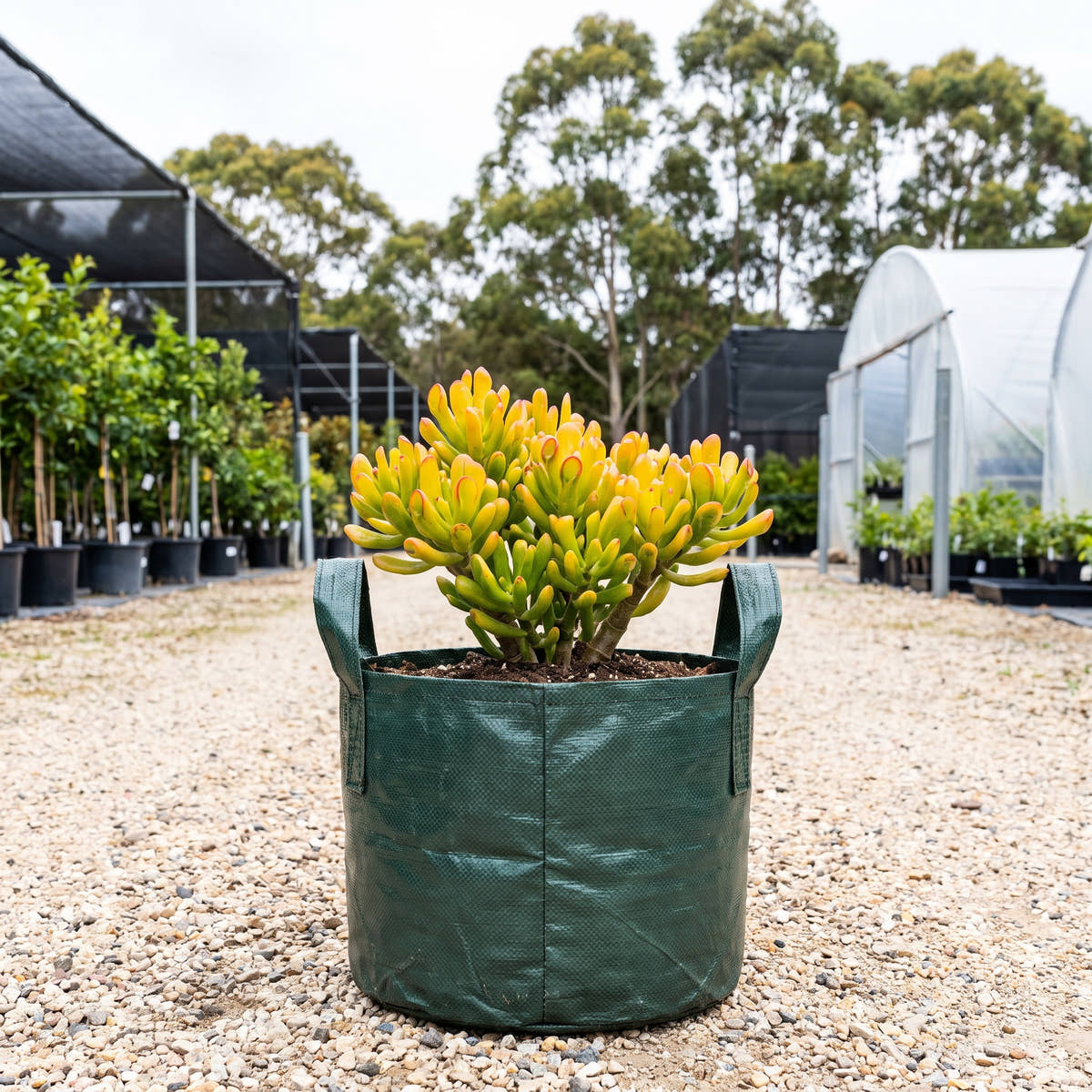 Gollum Gold Jade - Crassula ovata ‘Gollum Gold’