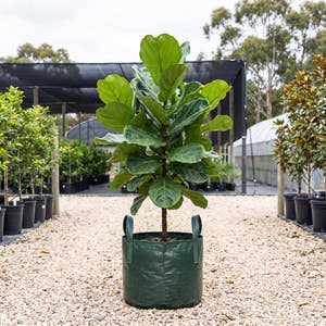 Fiddle Leaf Fig - Ficus lyrata