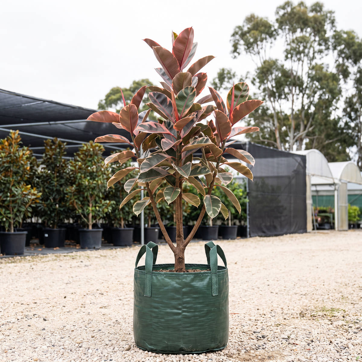 Ruby Rubber Plant - Ficus elastica ‘Ruby’