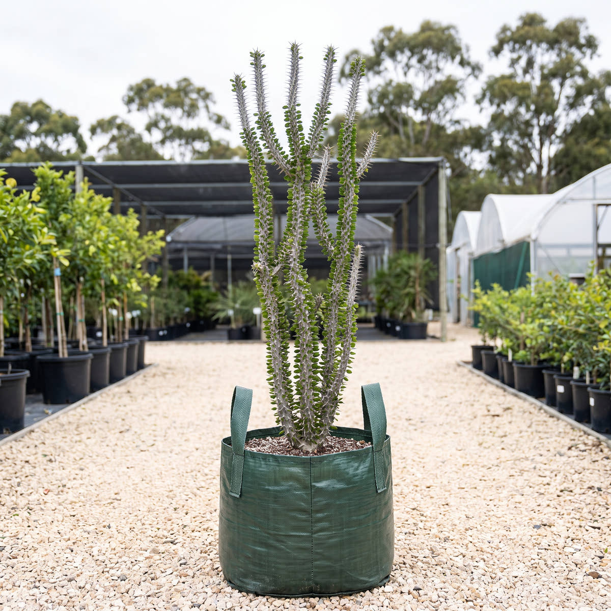Madagascar Ocotillo - Alluaudia procera