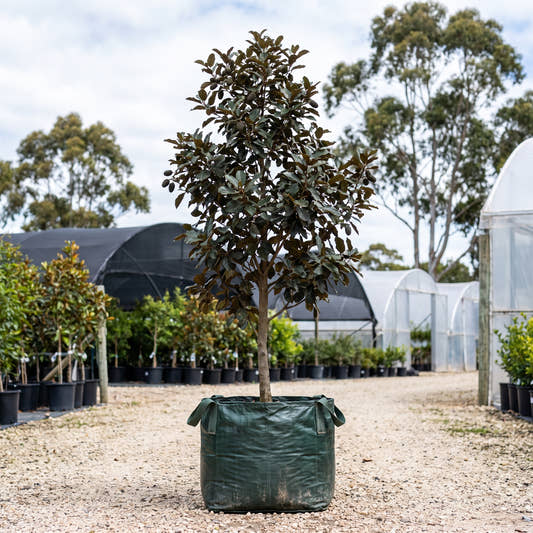 Evergreen Alder - Alnus jorullensis