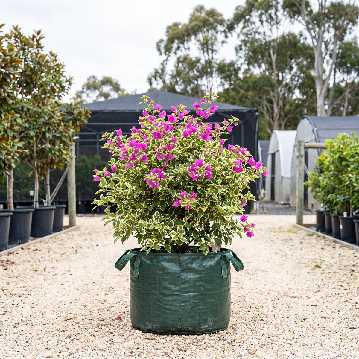 Assorted Bougainvillea - Bougainvillea glabra