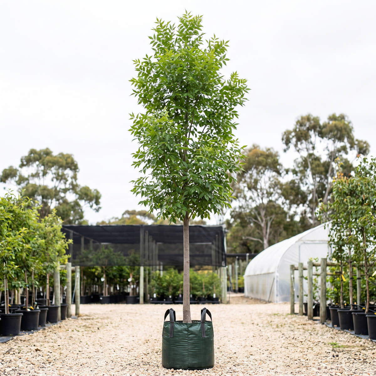 Aerial Green Ash - Fraxinus pennsylvanica ‘Lednaw’