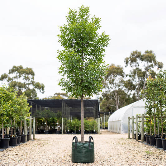 Aerial Green Ash - Fraxinus pennsylvanica ‘Lednaw’