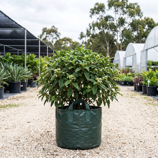 Hairy Psychotria - Psychotria loniceroides