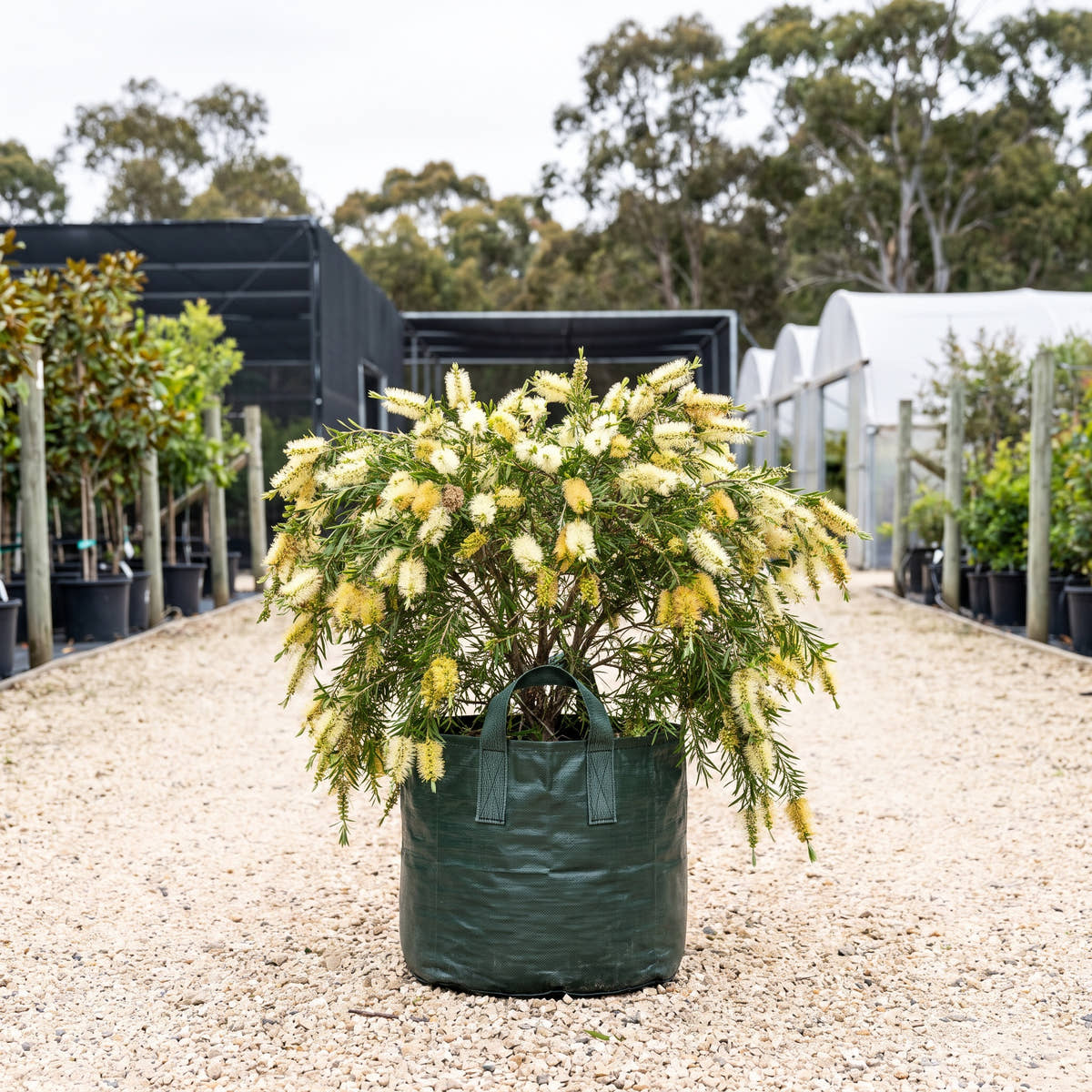 River Bottlebrush - Callistemon sieberi
