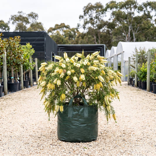 River Bottlebrush - Callistemon sieberi