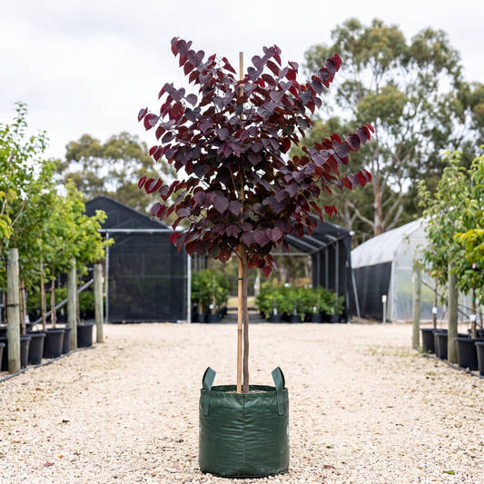 Eastern Redbud - Cercis canadensis