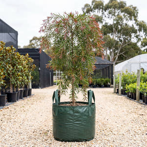 Weeping Bottlebrush - Melaleuca viminalis