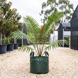 Ceratozamia latifolia