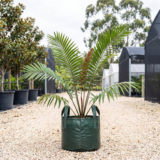Ceratozamia latifolia
