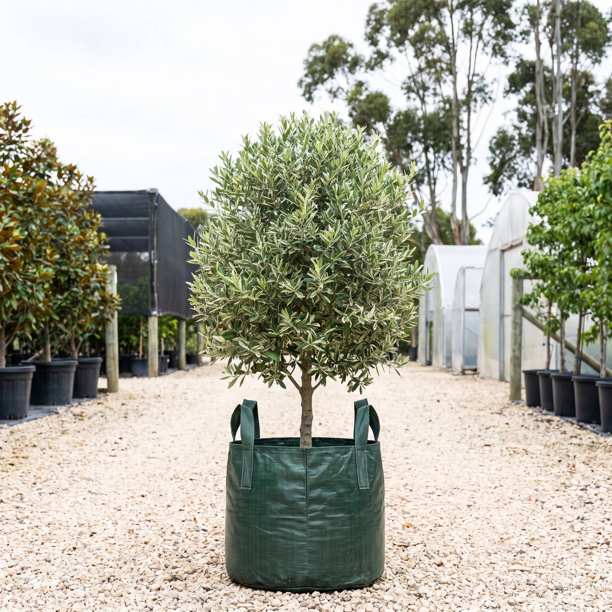 Variegated Dwarf Black Olive - Bucida molinetii ‘Variegata’