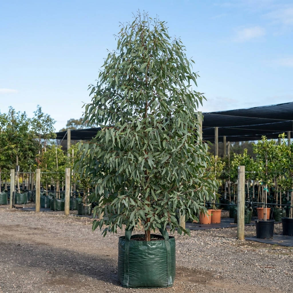 Yellow Box - Eucalyptus melliodora