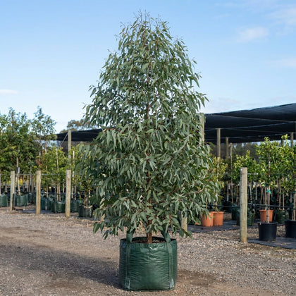 Yellow Box - Eucalyptus melliodora
