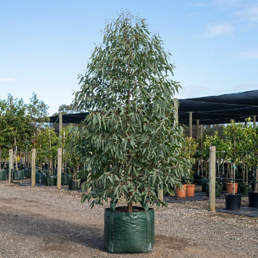 Yellow Box - Eucalyptus melliodora