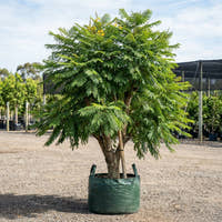 Yellow Poinciana - Peltophorum pterocarpum
